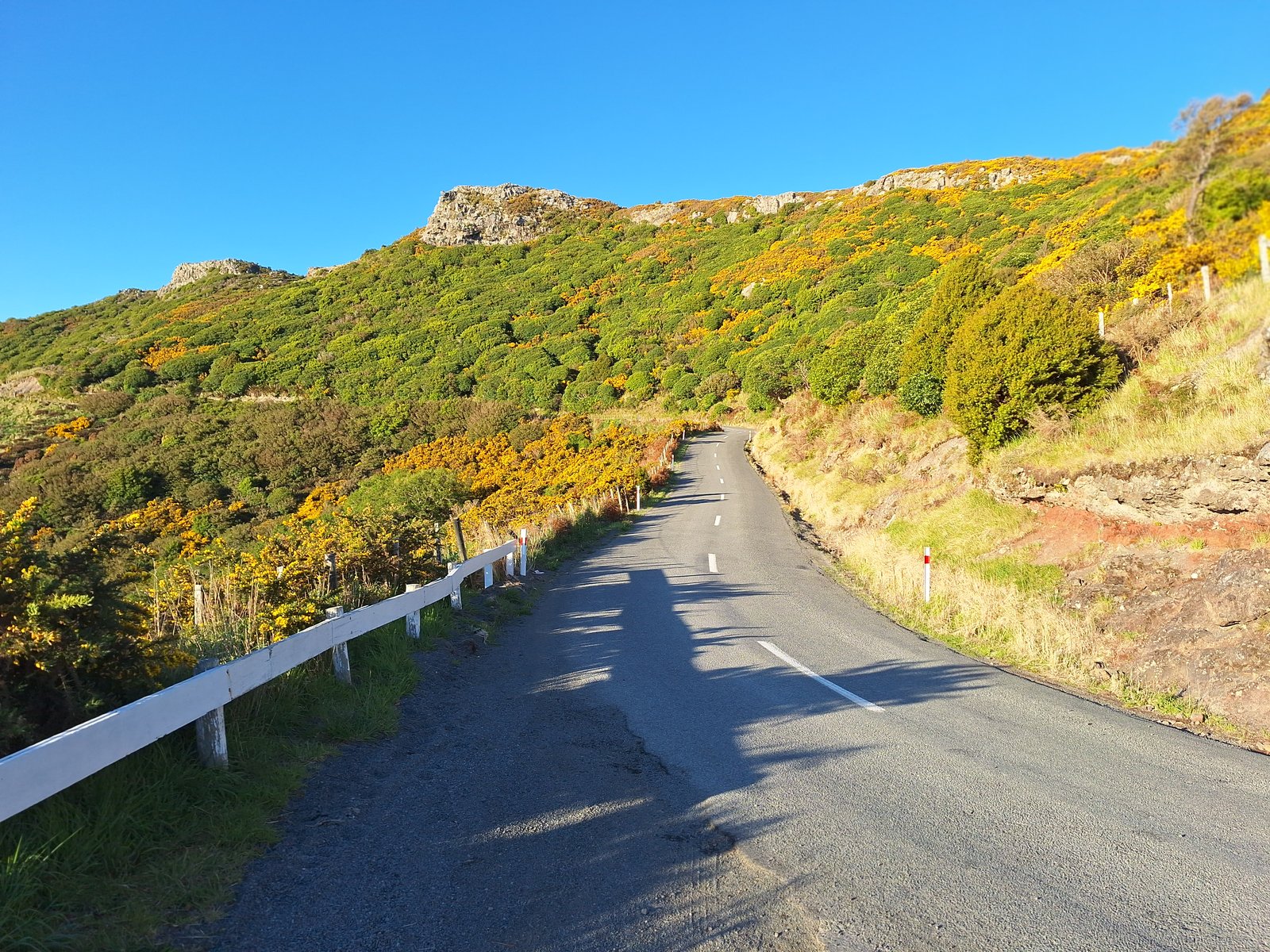 Back road through gorse and bush in late afternoon light.