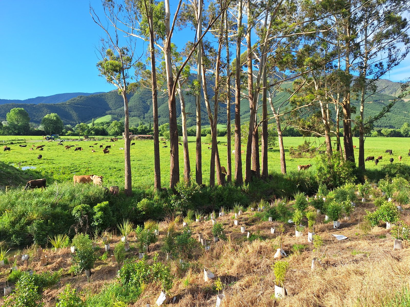 Eucalyptus and grazing cattle in evening light.